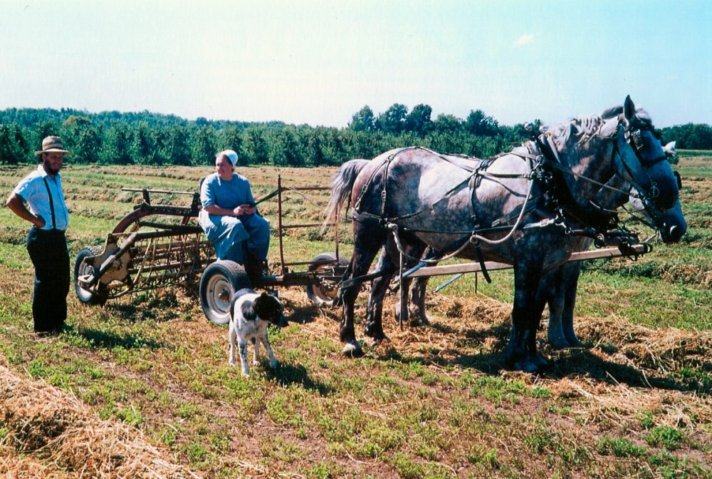 Amish In New York