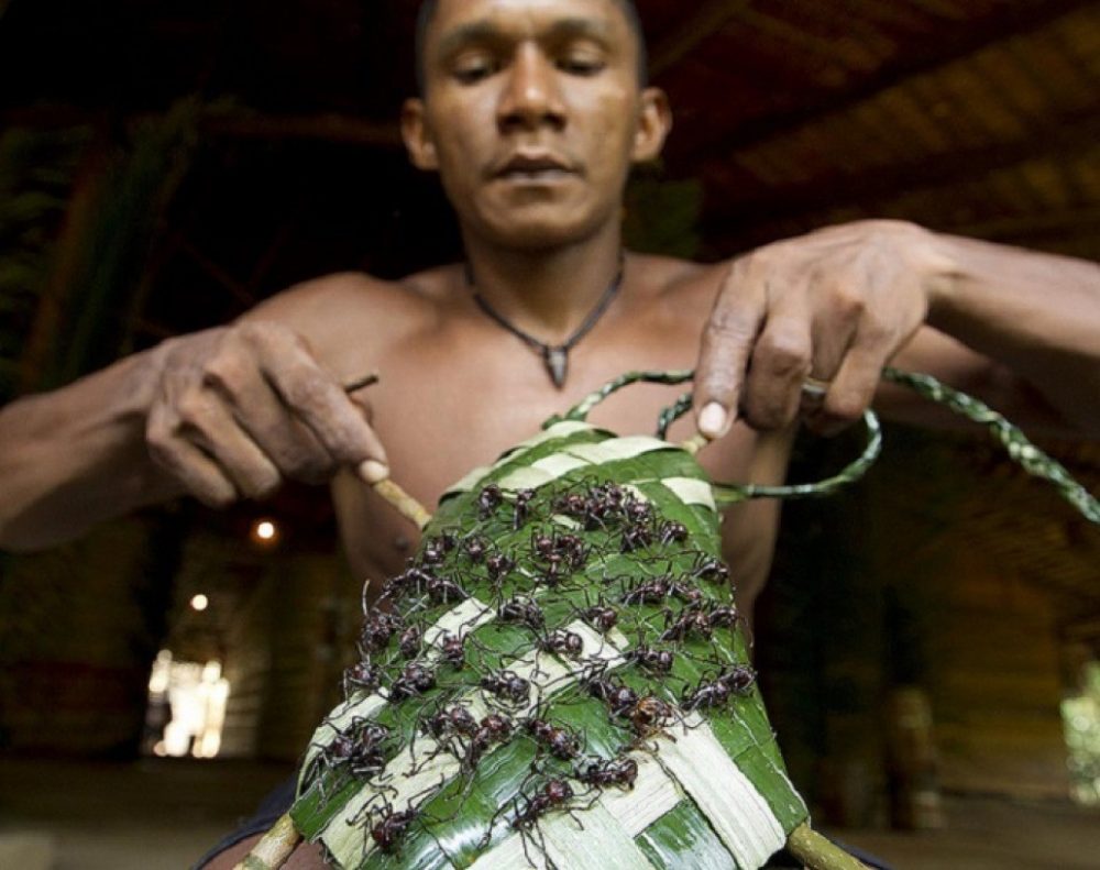 Coming Of Age Traditions From Around The World Bullet Ant Initiation